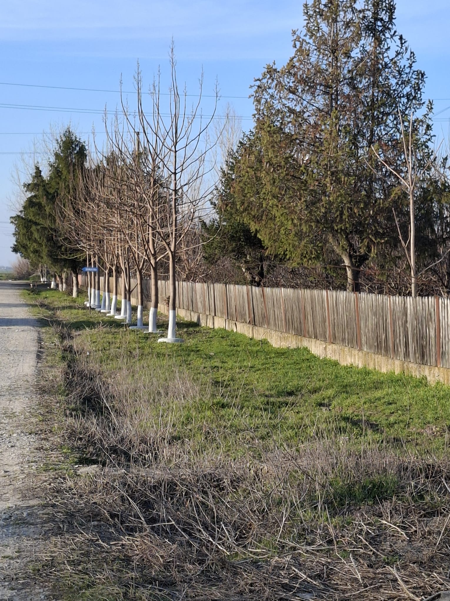 Ziua Sădirii Arborelui